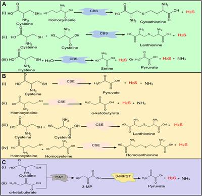 Roles of Hydrogen Sulfide Donors in Common Kidney Diseases